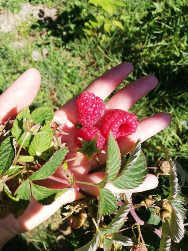 framboise main